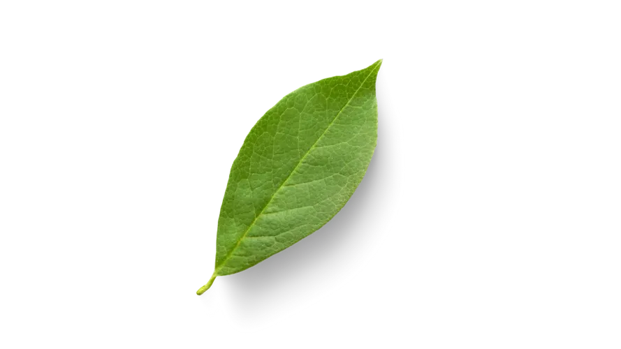 Leaf