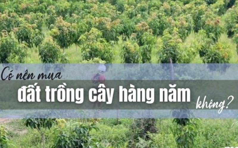 Lúc nào nên mua đất trồng cây lâu năm?