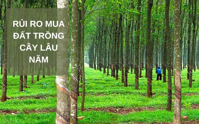 Nên hay không mua đất trồng cây lâu năm?