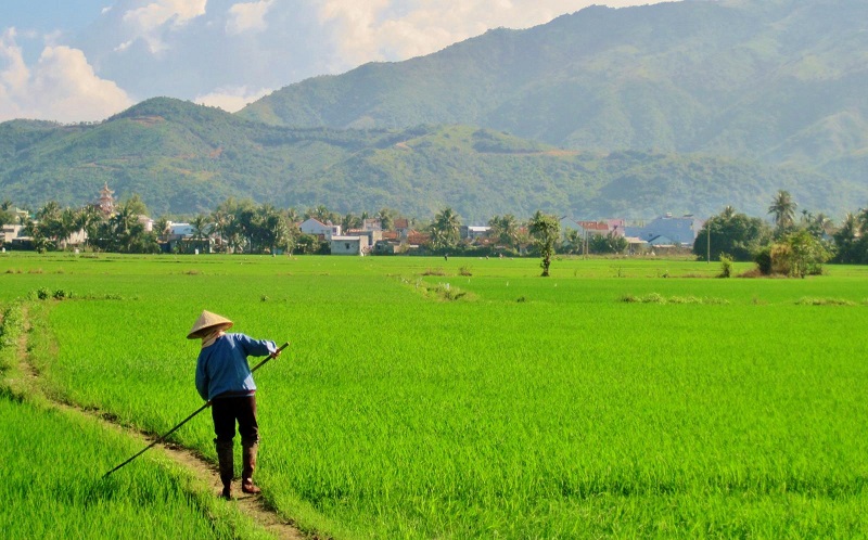 Quá trình mua đất nông nghiệp cũng có thể gặp phải nhiều rủi ro