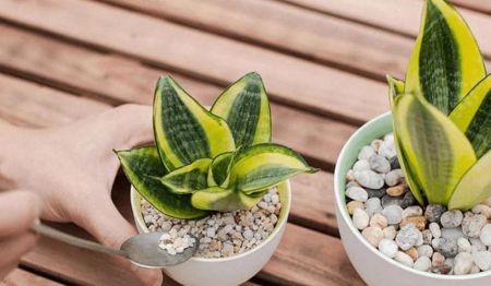 Cây lưỡi hổ thuộc hành Mộc, do đó rất hợp với người mệnh Mộc