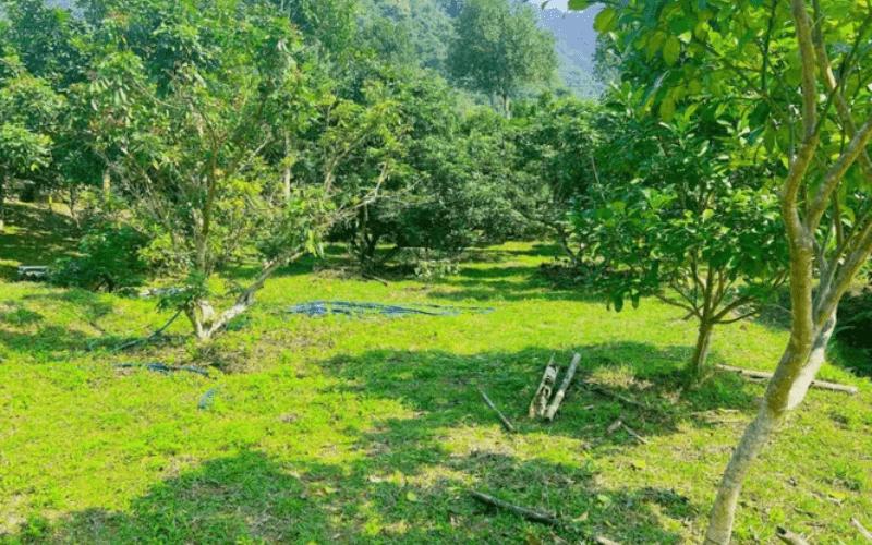 Đất đang được sử dụng đúng mục đích không cần phải gia hạn