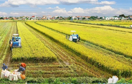 Thông tin về các trường hợp không được gia hạn sử dụng đất