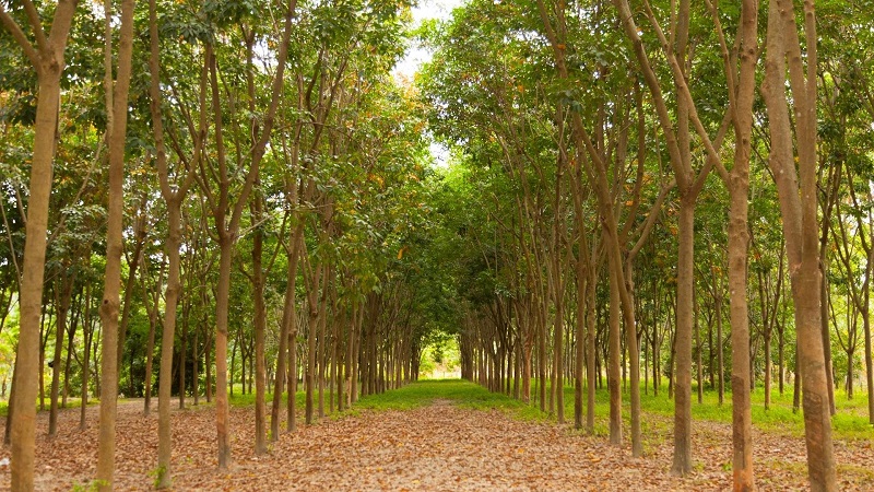 đất trồng cây lâu năm có được xây nhà không